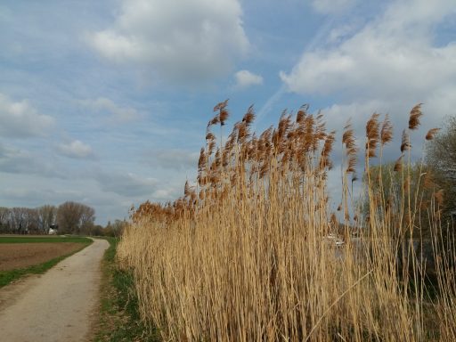 weitere Eindrücke aus  Langst-Kierst 